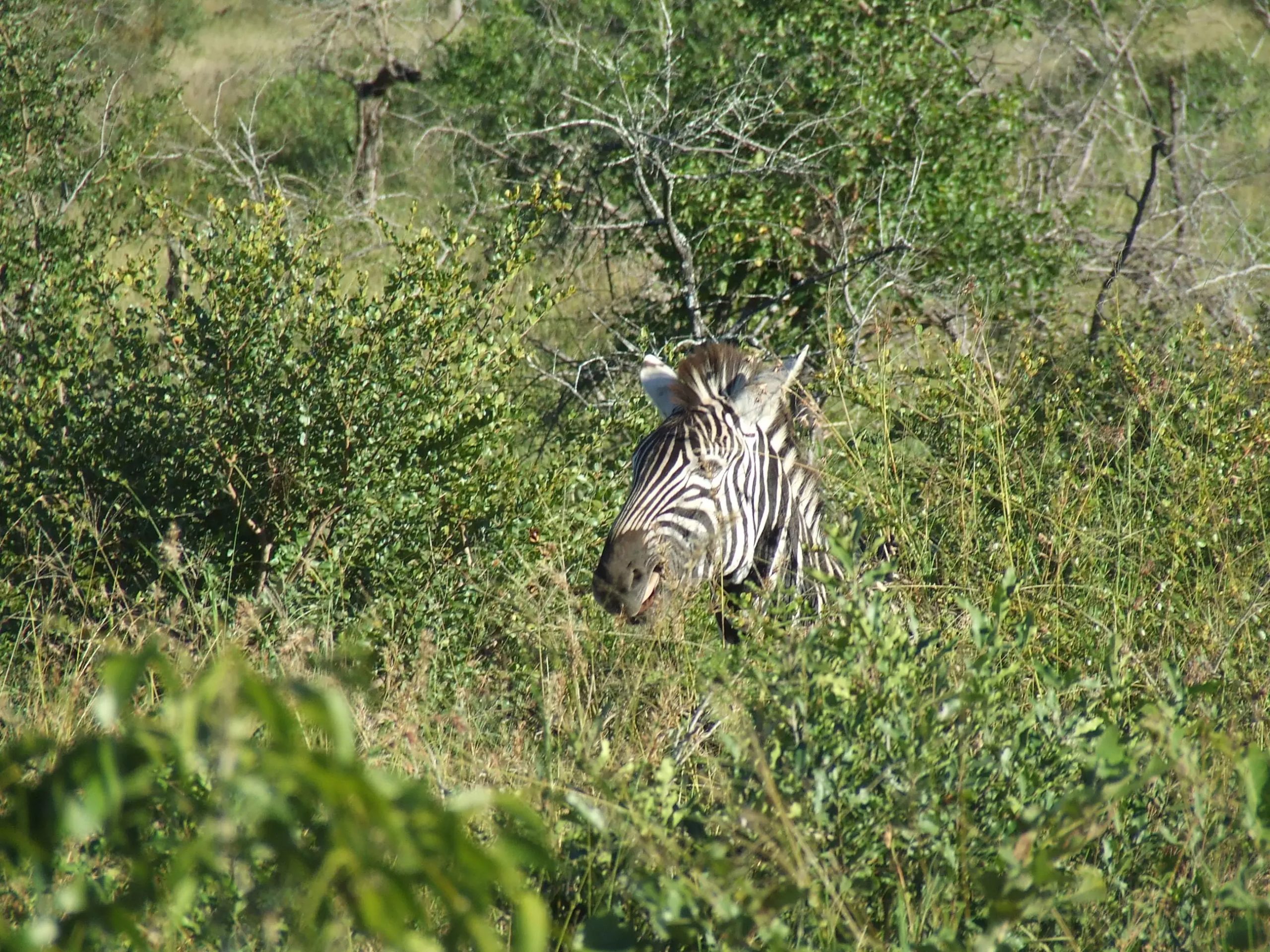 zebra in krugar national park