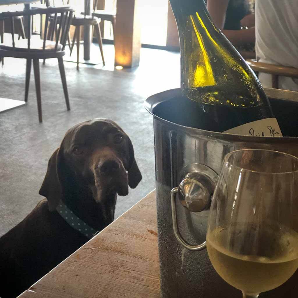 brown dog in restaurant looking behind a bottle of wine
