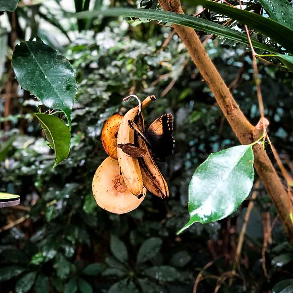 Brown Butterfly On A Hanging Banana