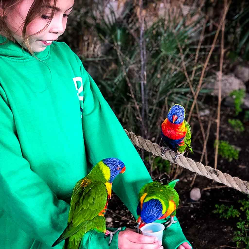 Girl In Green Jumper With Two Lorikeets On Her Arms