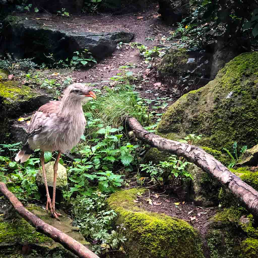Bird At A Zoo