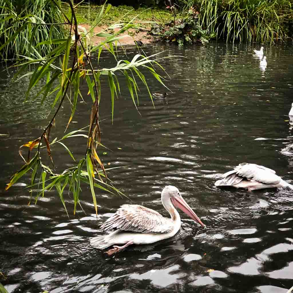 Pelican In A Leafy Lake