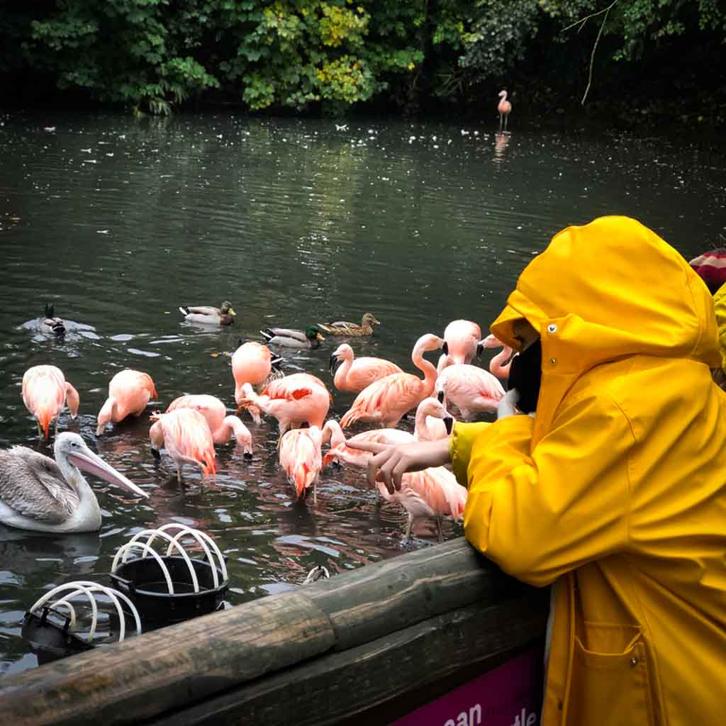 Two Girls Watching Flamingos