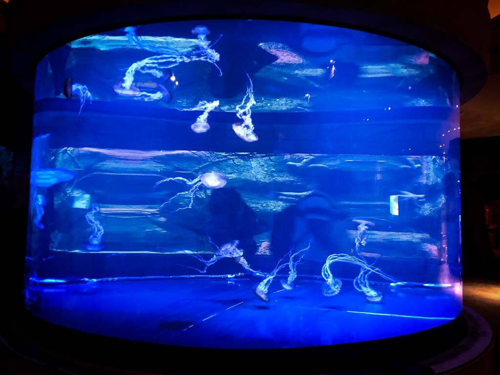 jelly fish in a lit circular tank, the lighting is blue
