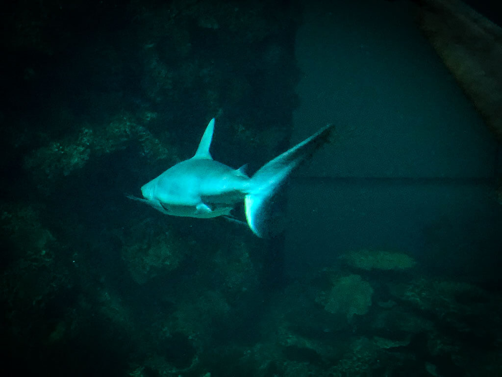 shark swimming away from camera in dark water at shark reef aquarium