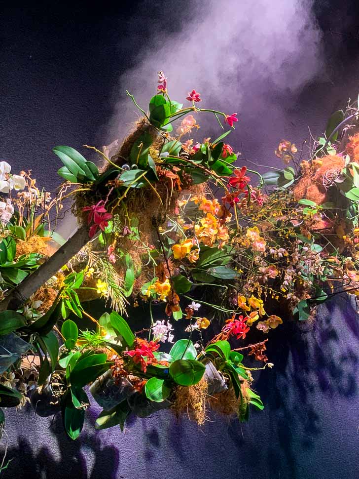 array of colourful orchids against a black wall