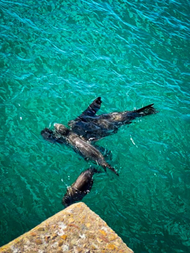 mummy and baby seal on their back in the sea