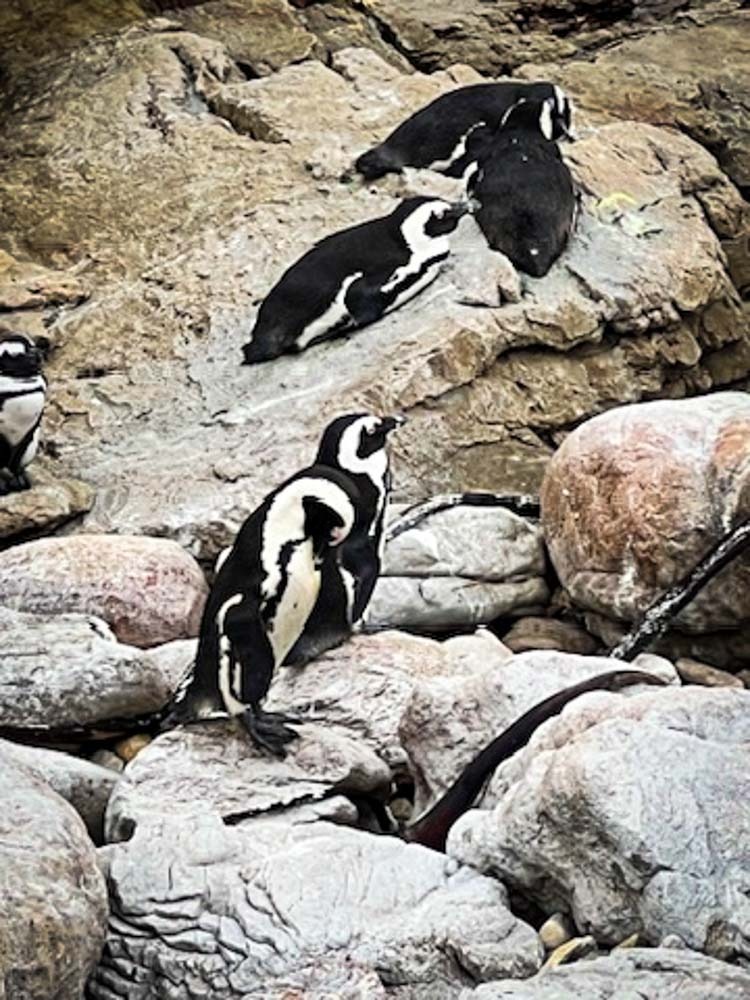 penguins on rocks at Bettys Beach in south africa