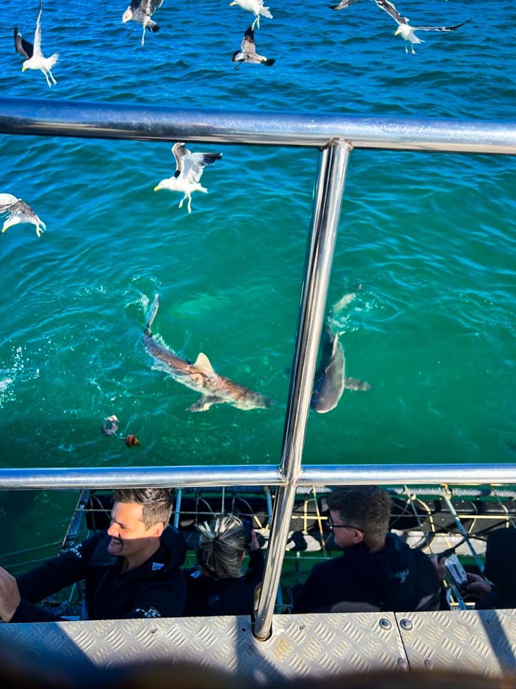 sharks swimming around a cage in south africa