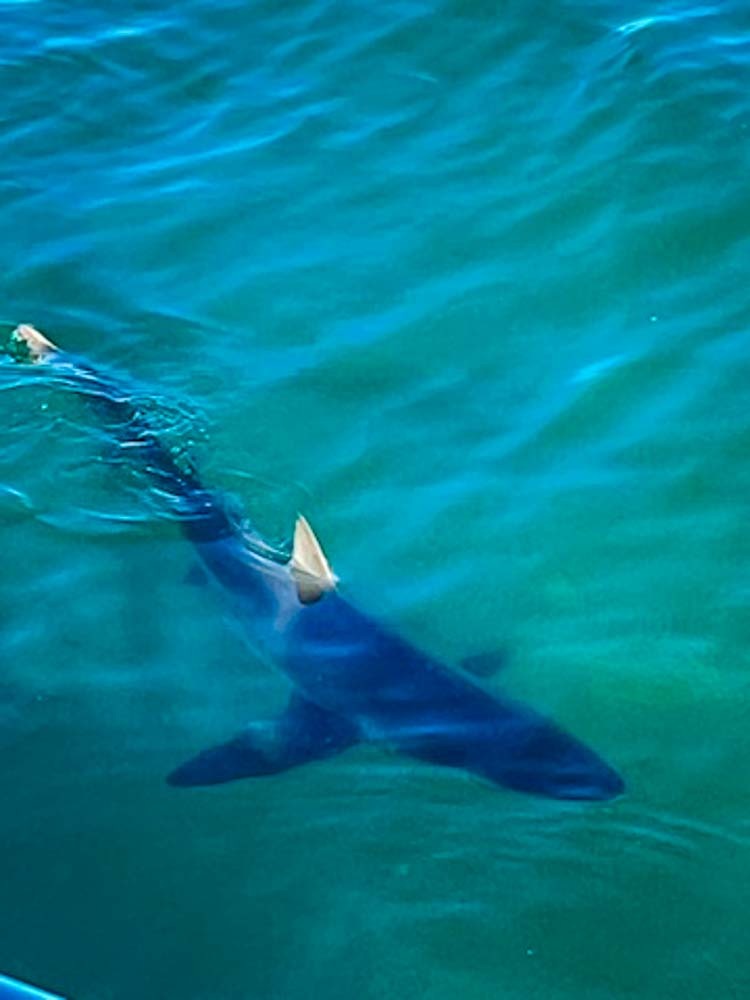 shark in the sea