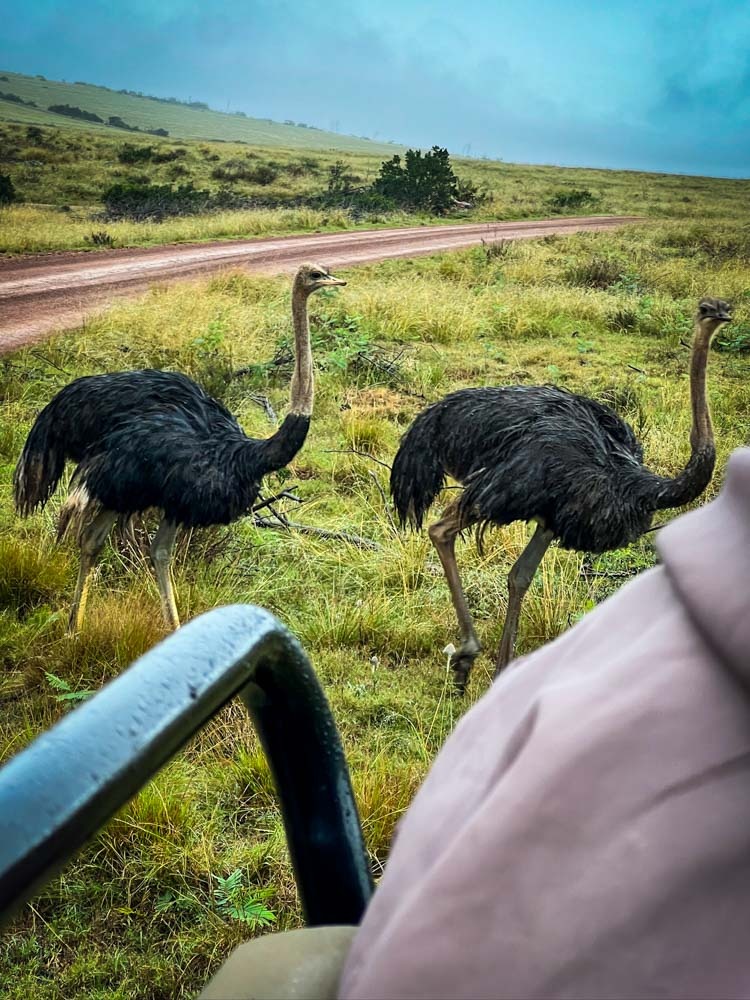 ostriches on safari in south africa