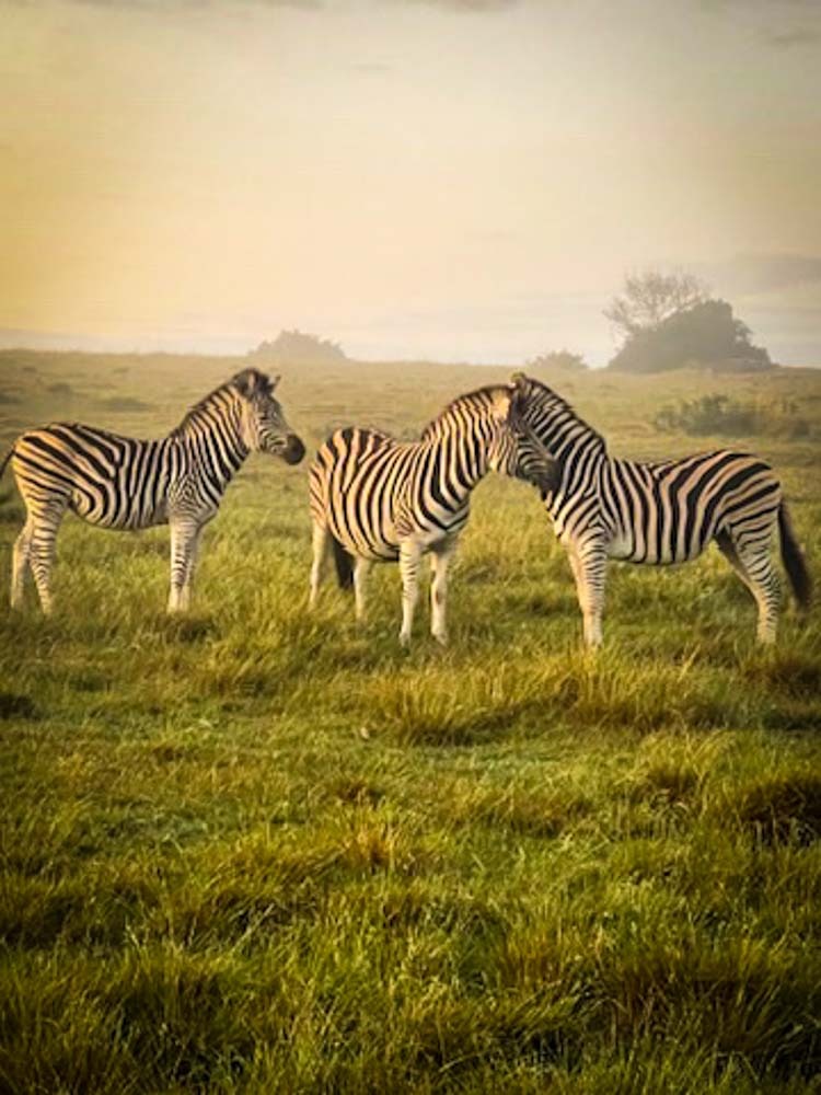 3 zebra in a misty sunset